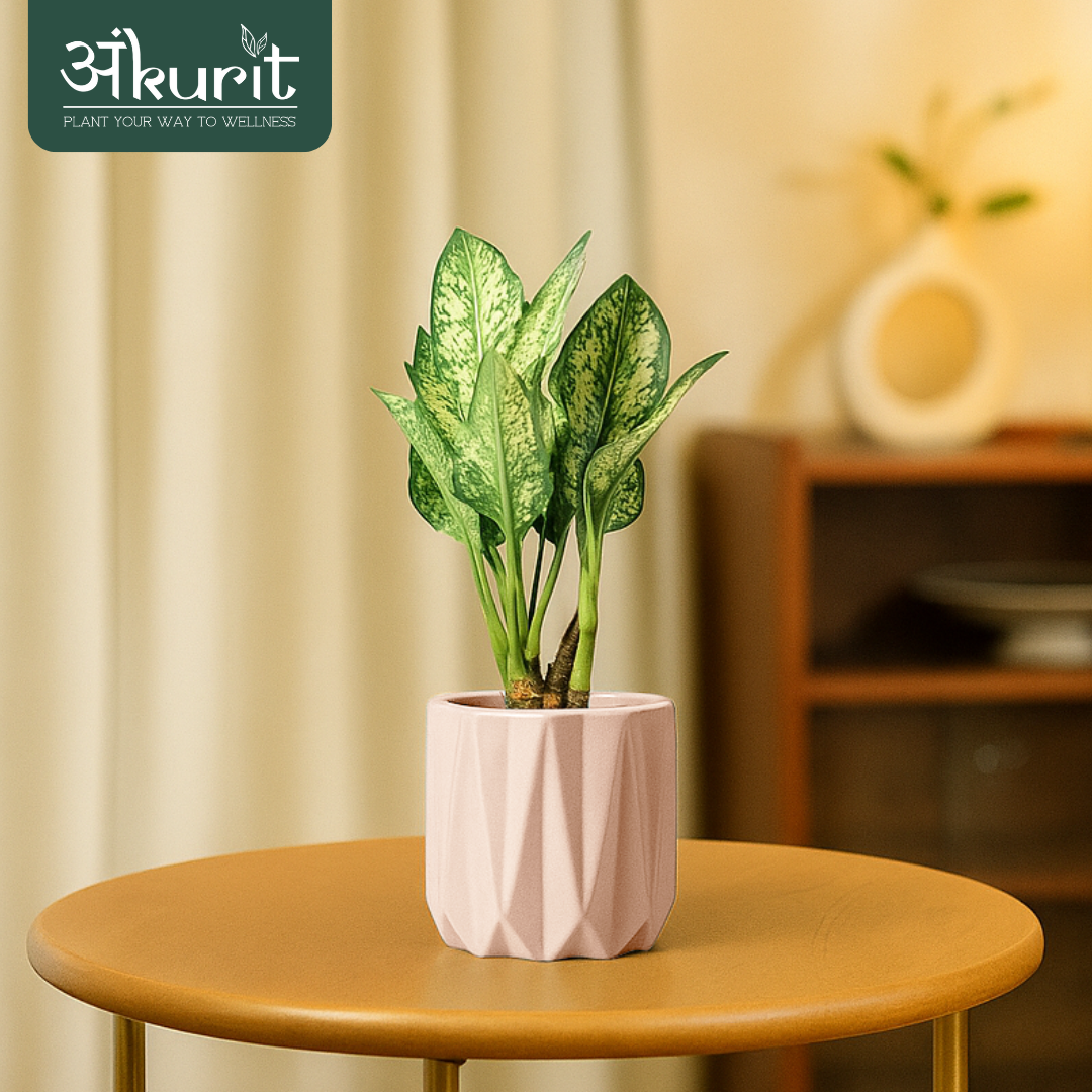 Aglaonema Snow White Plant