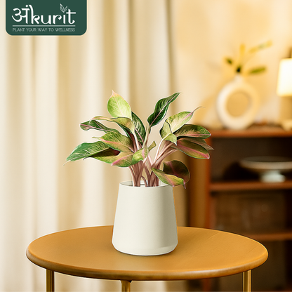 Aglaonema Snow White Plant