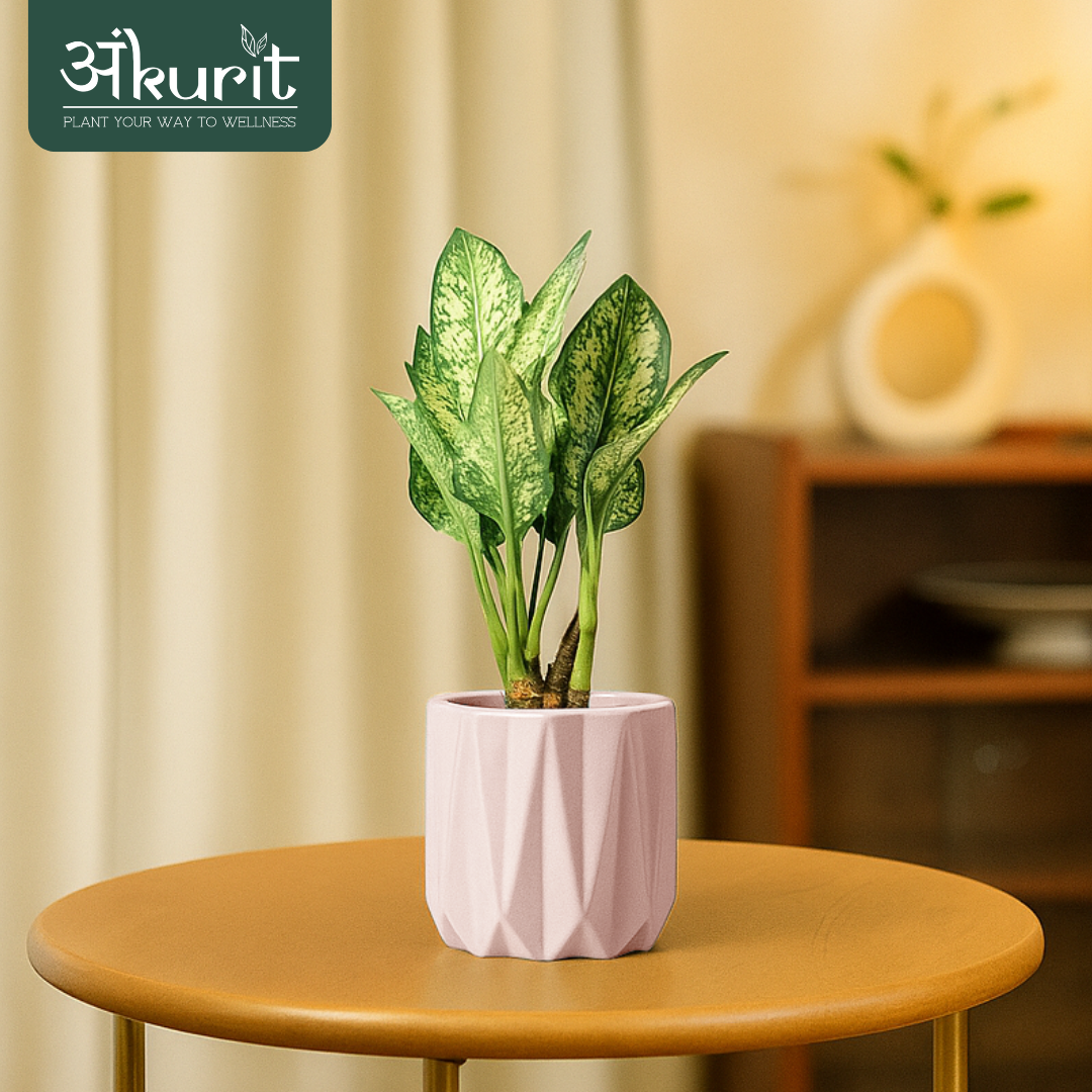 Aglaonema Snow White Plant