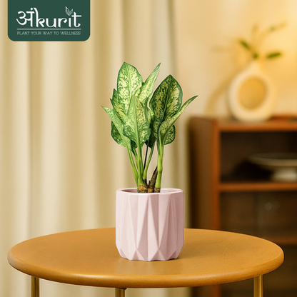 Aglaonema Snow White Plant