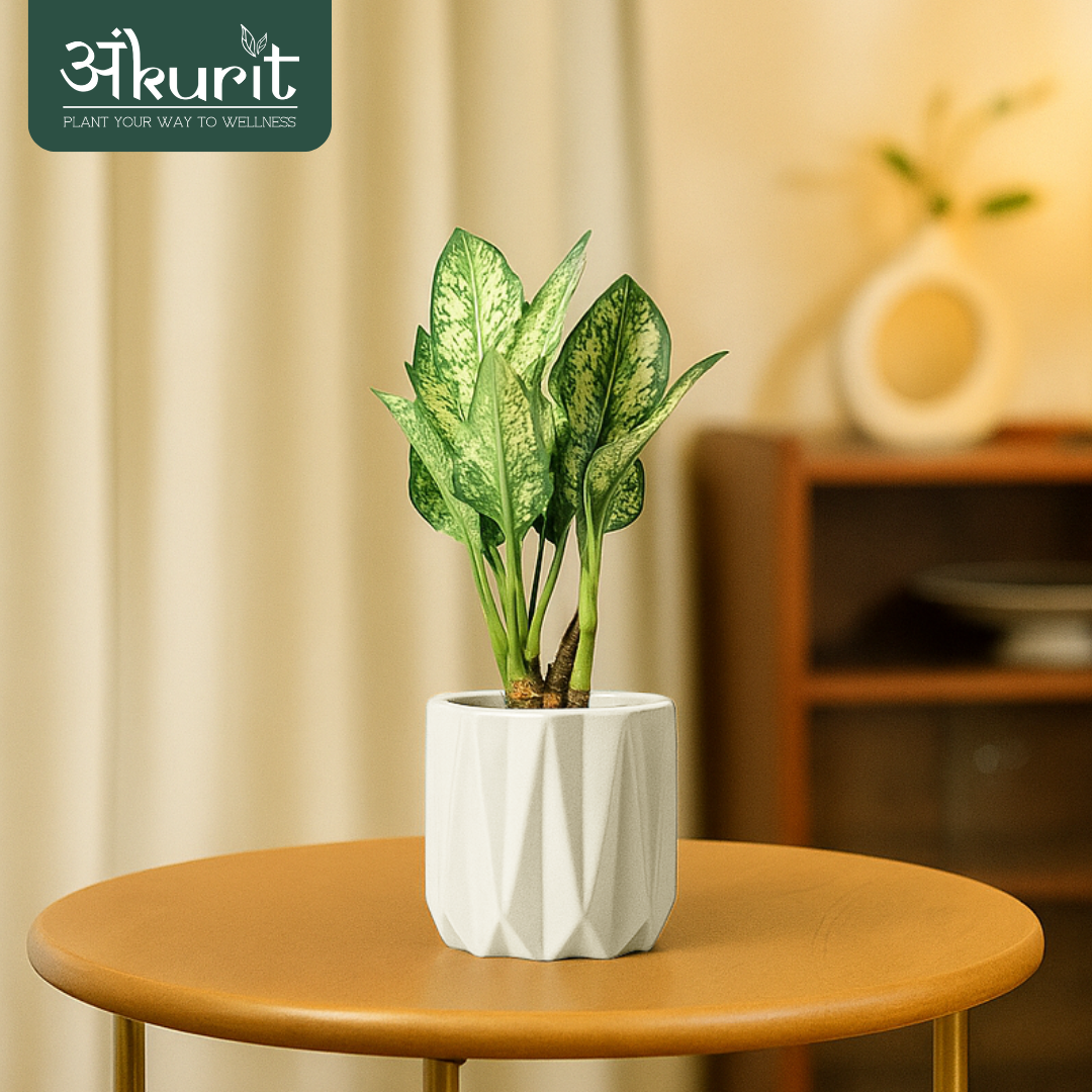 Aglaonema Snow White Plant