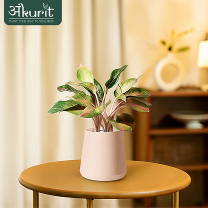 Aglaonema Snow White Plant