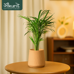 Areca Palm Plant