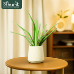 Aloevera Plant