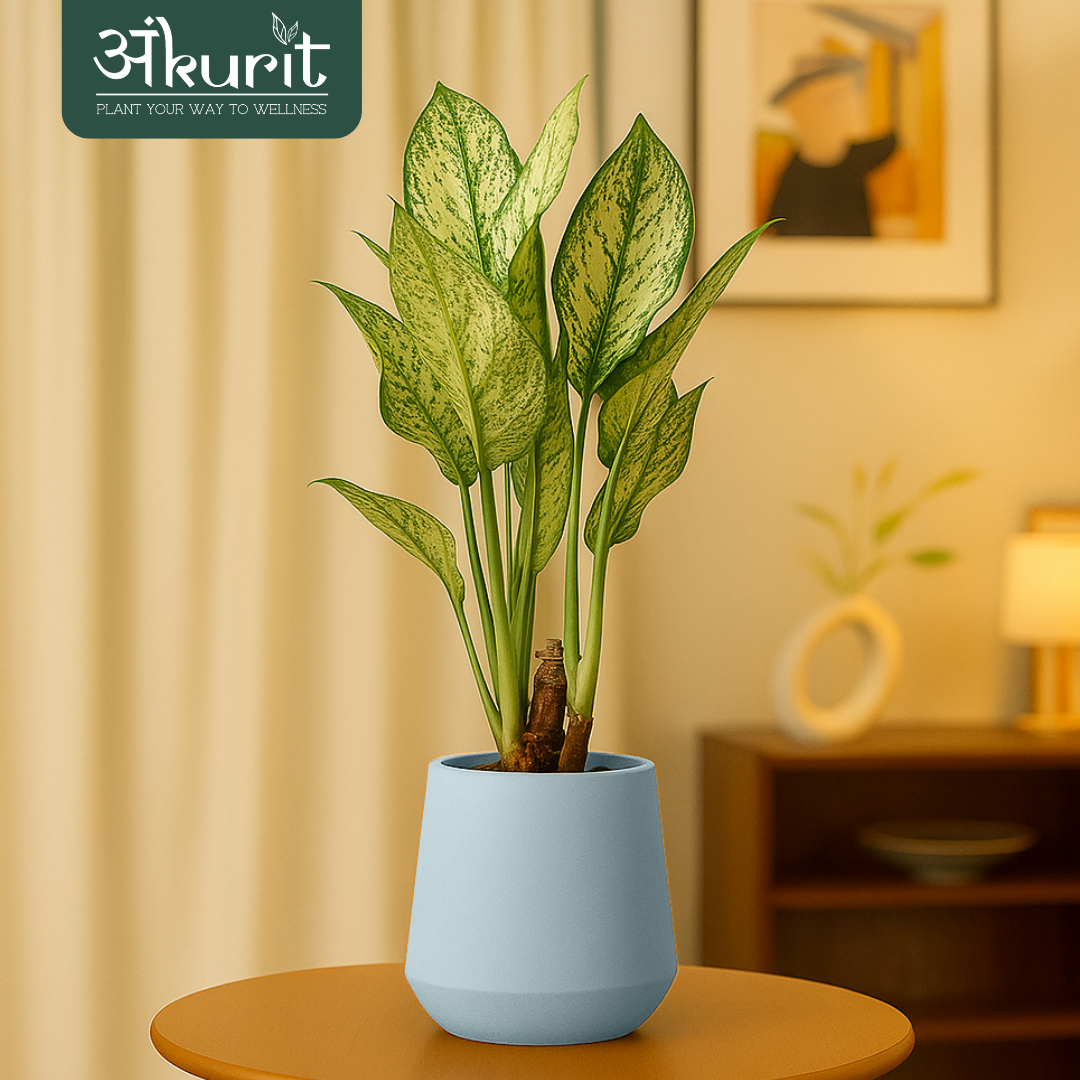 Aglaonema Snow White Plant