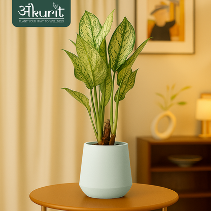 Aglaonema Snow White Plant