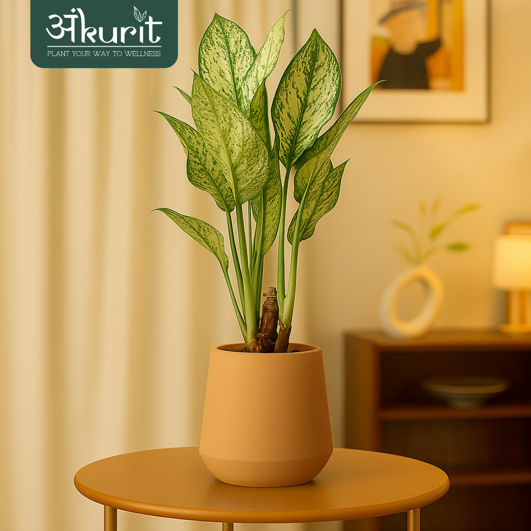 Aglaonema Snow White Plant