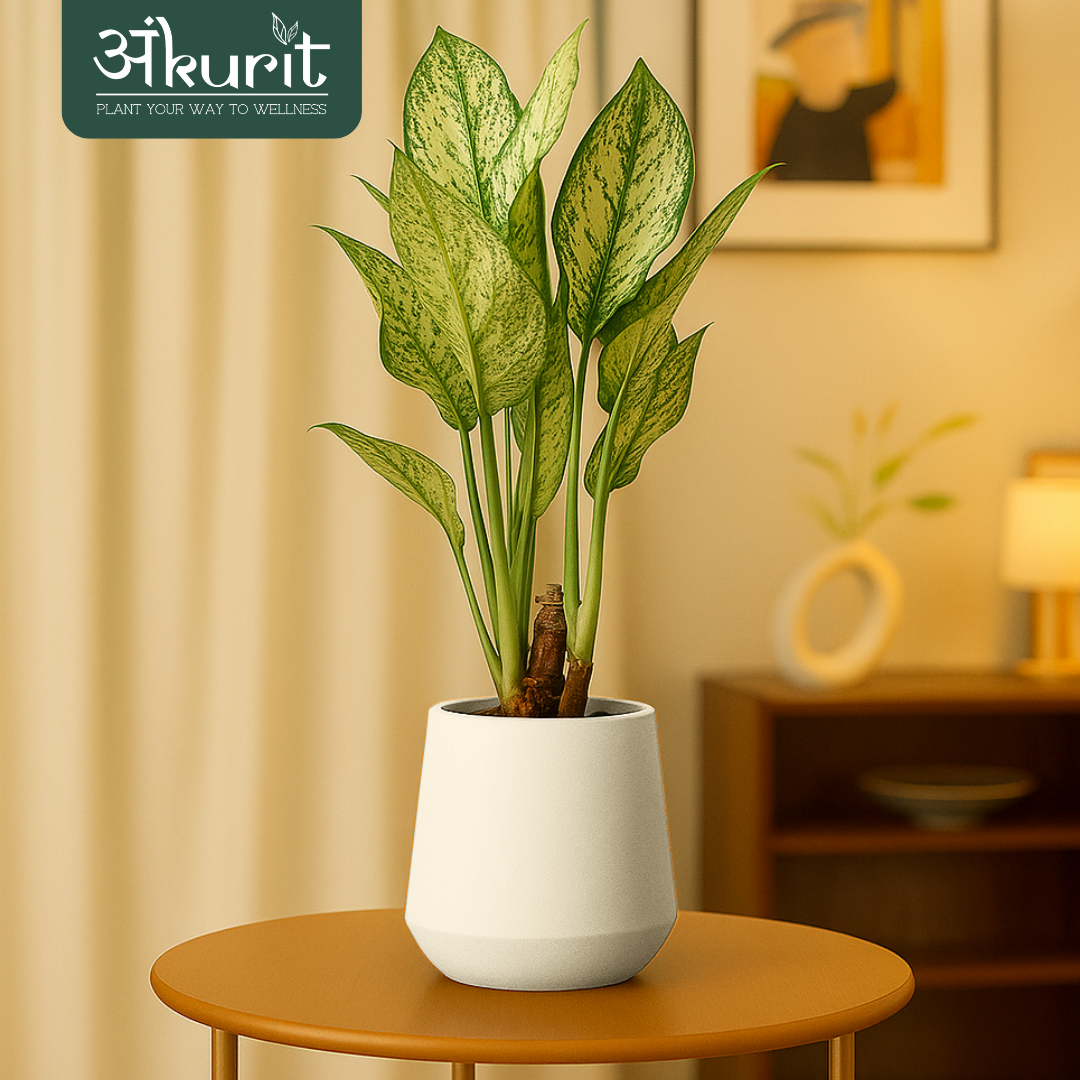 Aglaonema Snow White Plant