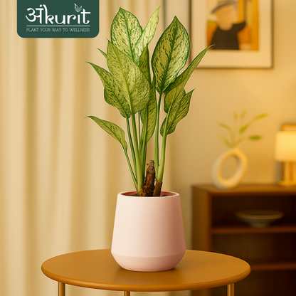 Aglaonema Snow White Plant