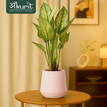 Aglaonema Snow White Plant