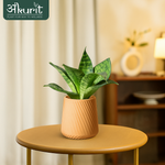 Snake Plant - Green