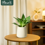 Snake Plant - Green