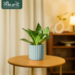 Snake Plant - Green