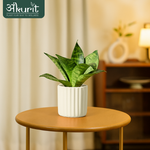 Snake Plant - Green