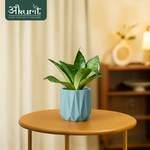 Snake Plant - Green