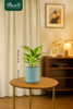 Money plant