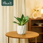 Snake Plant - Green