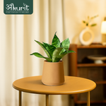 Snake Plant - Green