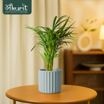 Areca Palm Plant