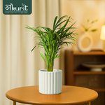 Areca Palm Plant