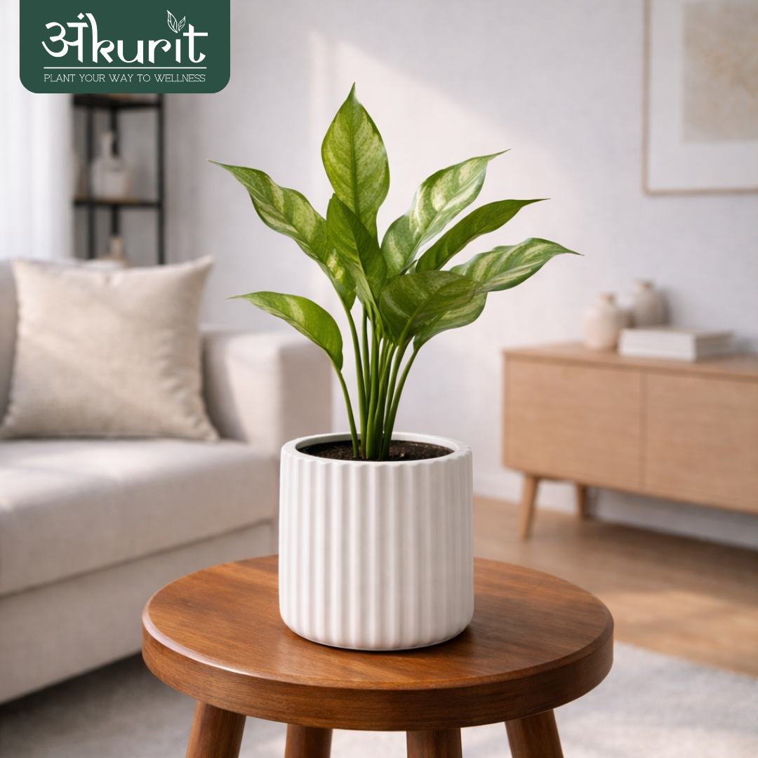 Aglaonema Dove Plant