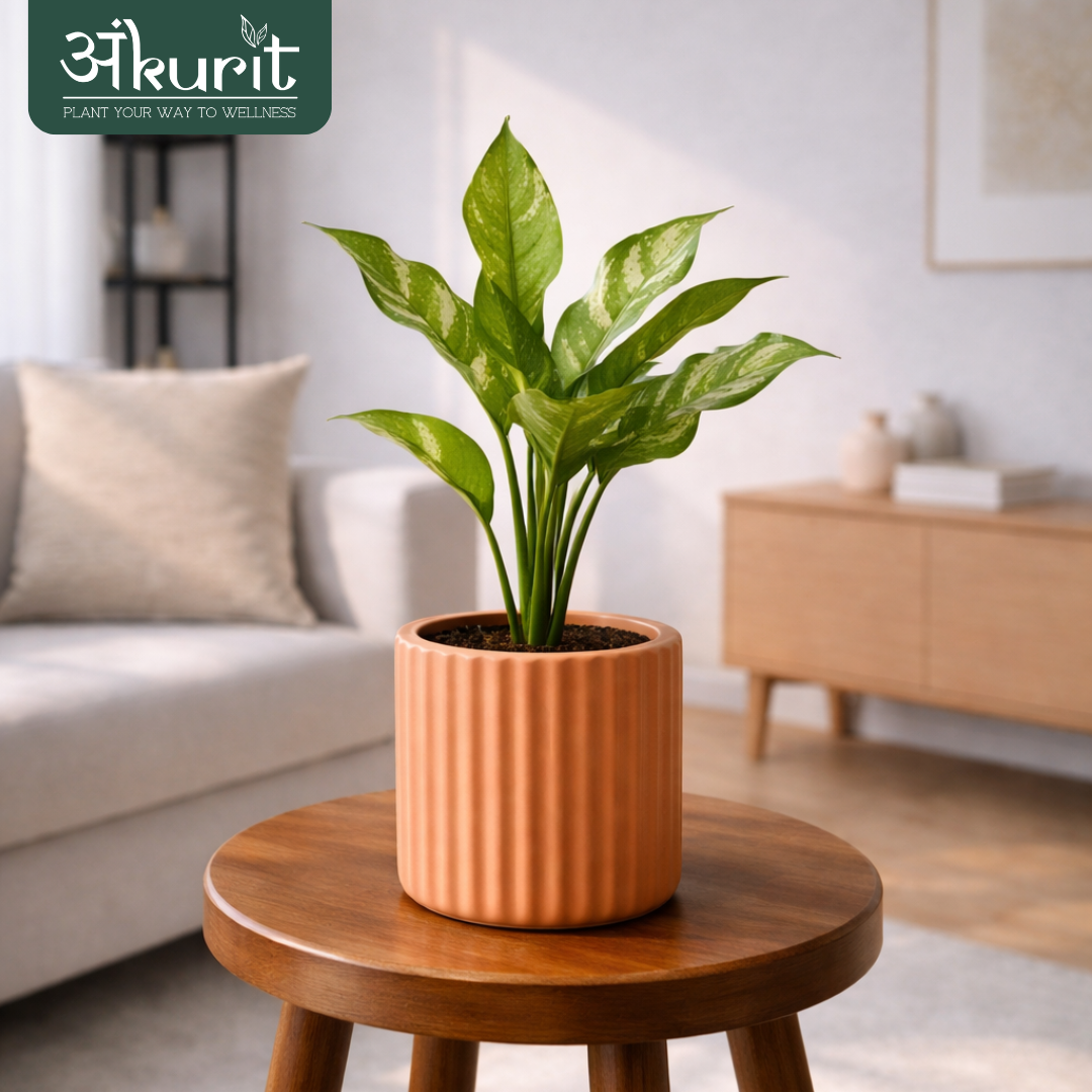 Aglaonema Dove Plant