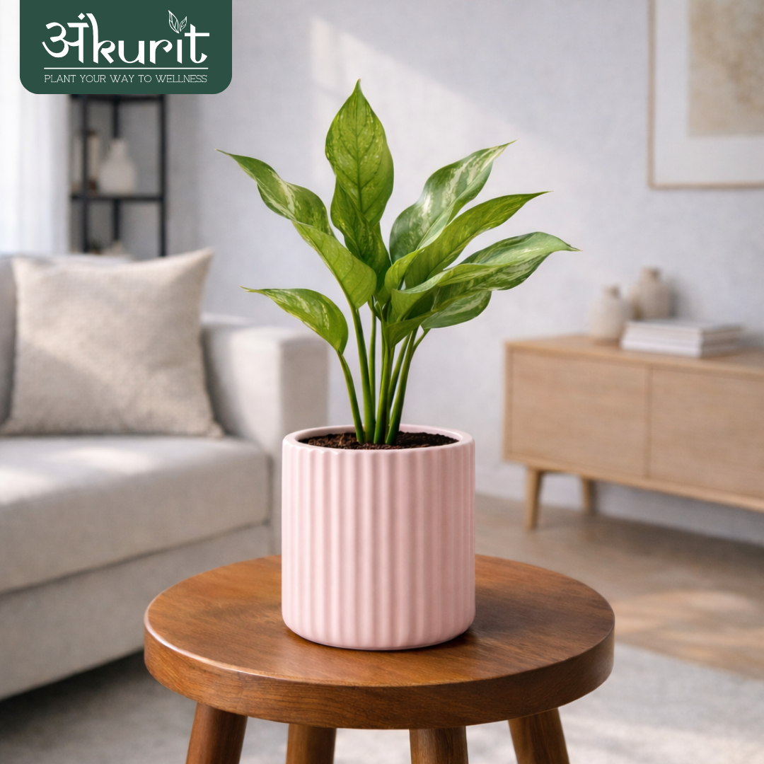 Aglaonema Dove Plant