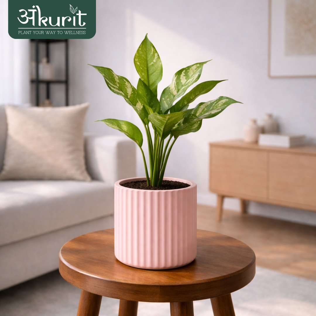 Aglaonema Dove Plant