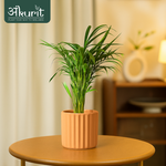 Areca Palm Plant