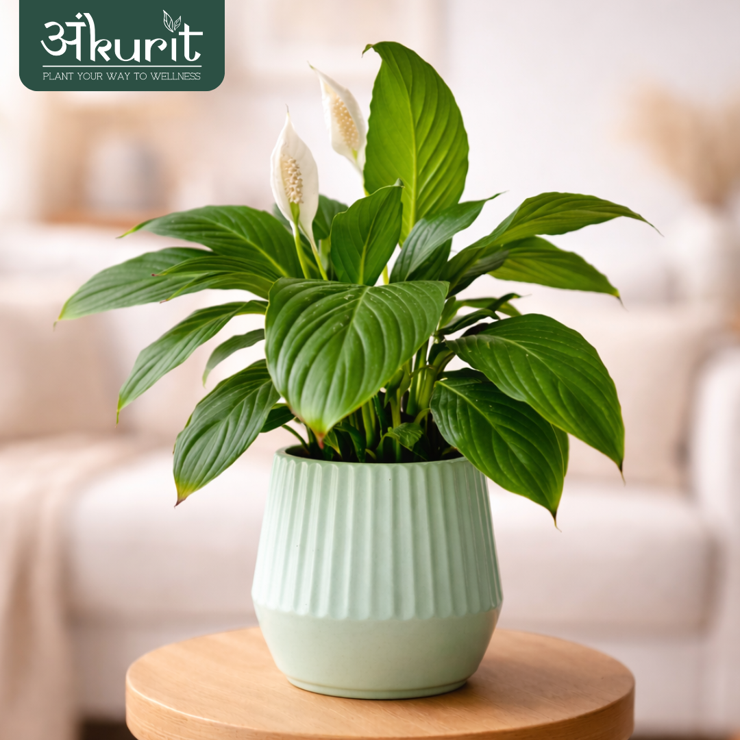 Peace Lily Plant