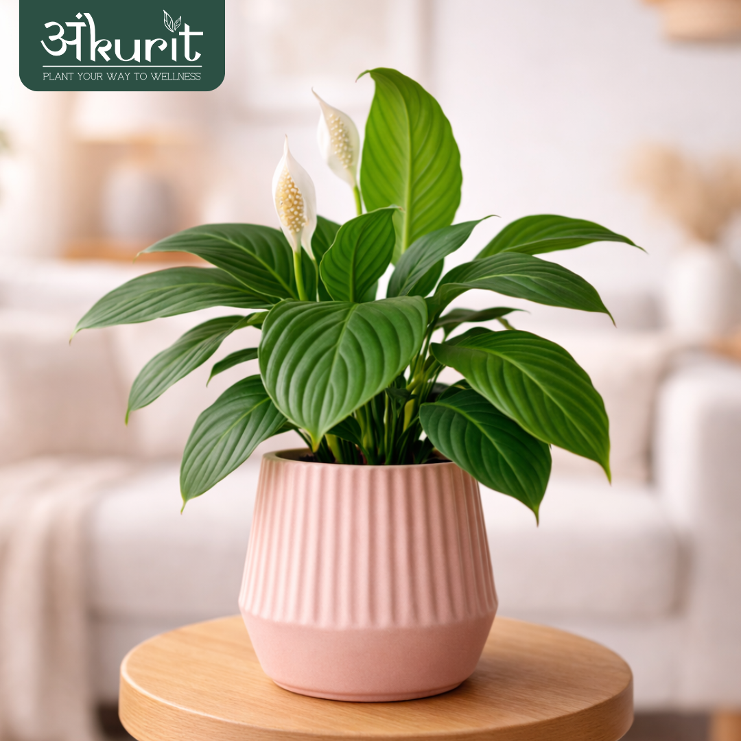 Peace Lily Plant