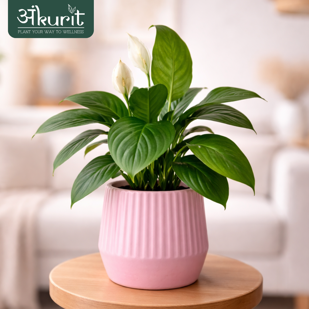 Peace Lily Plant