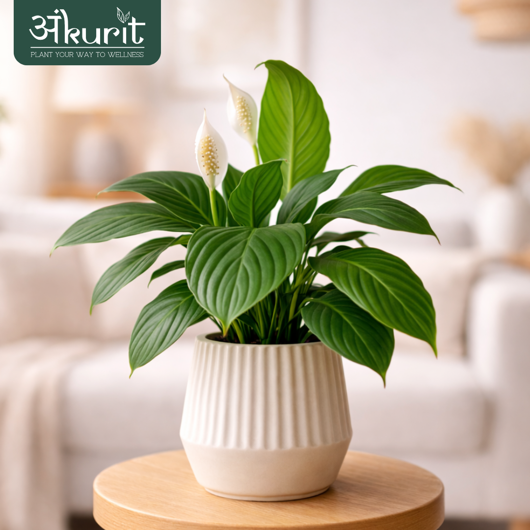 Peace Lily Plant