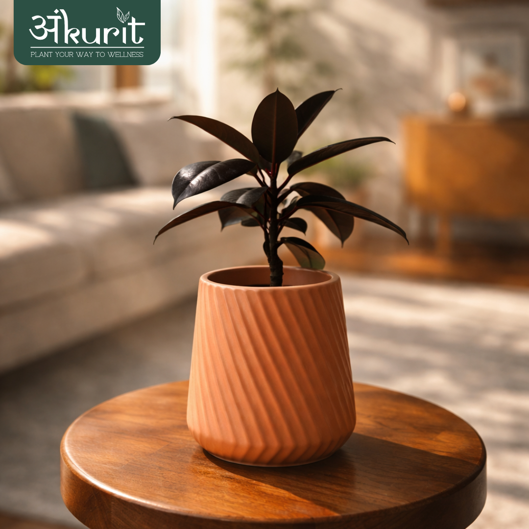 Rubber Plant