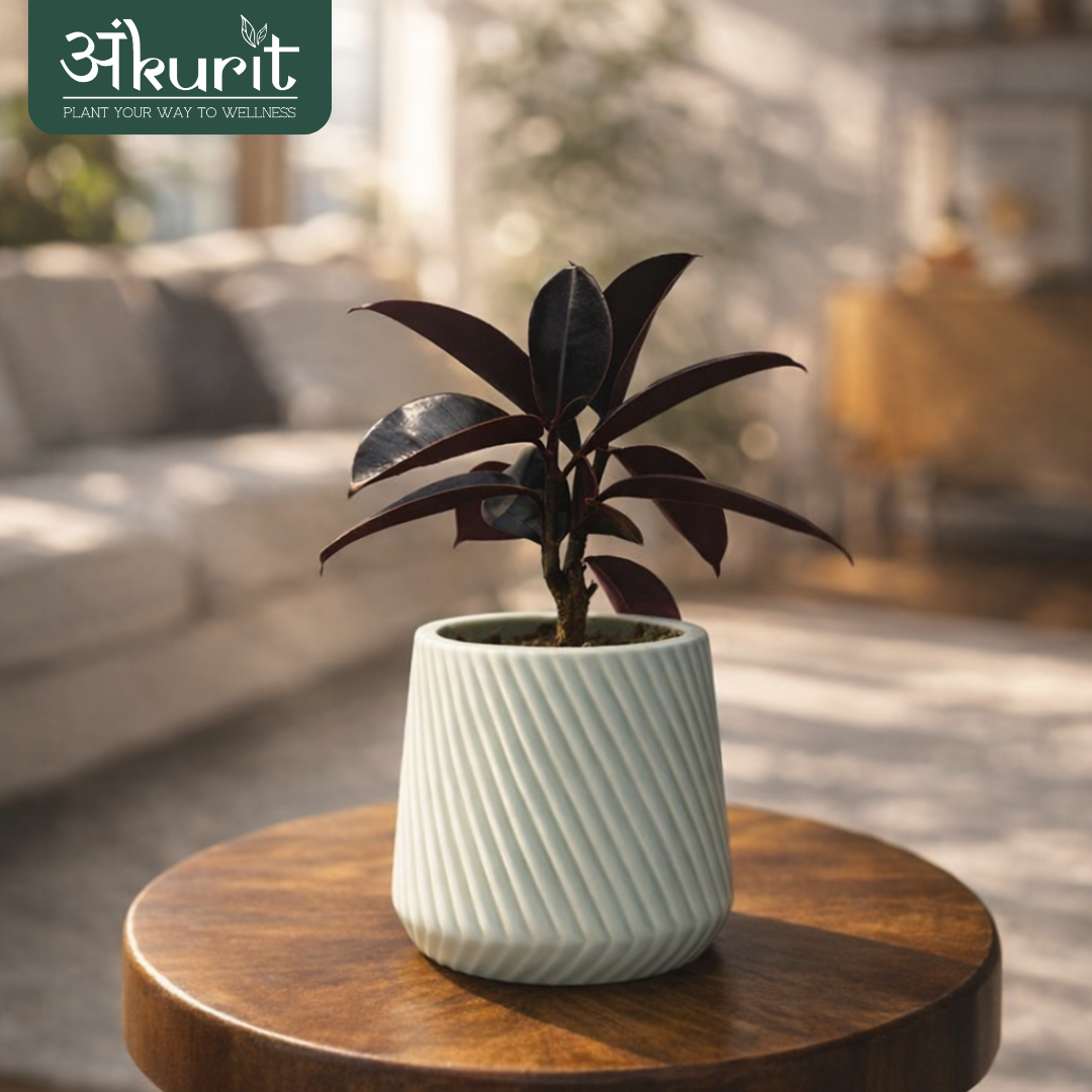 Rubber Plant