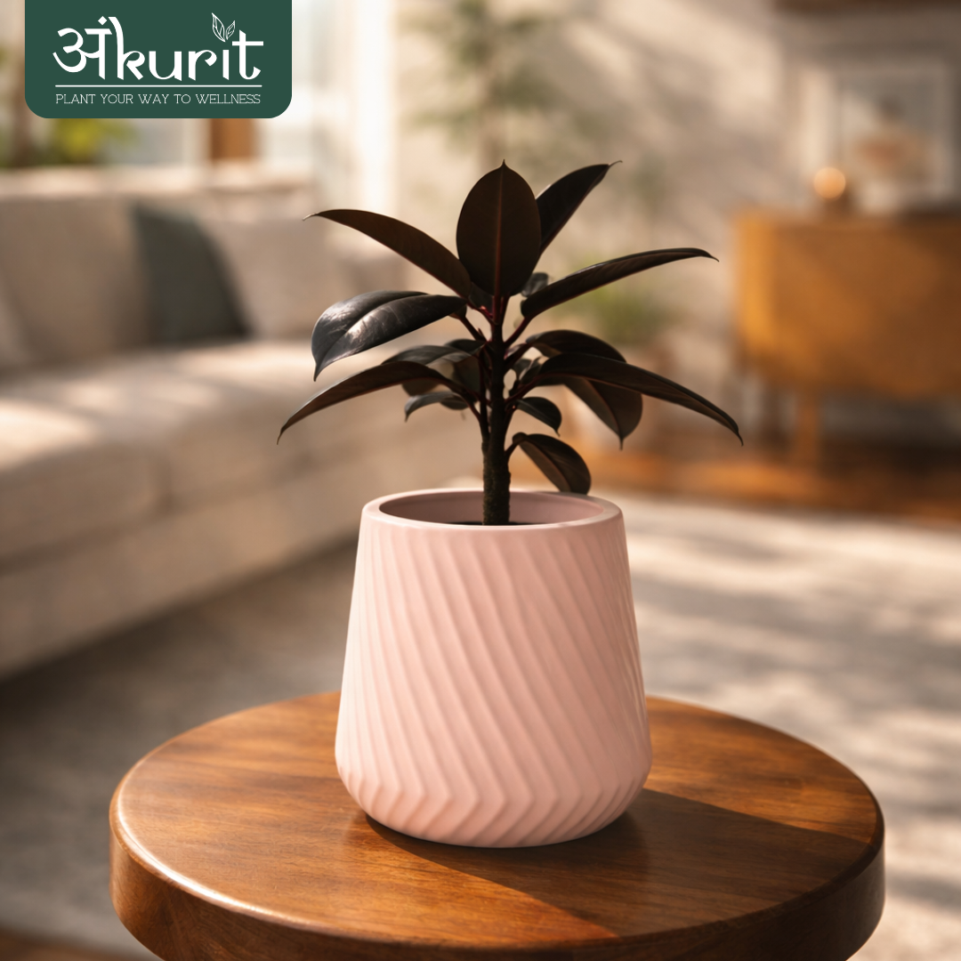 Rubber Plant