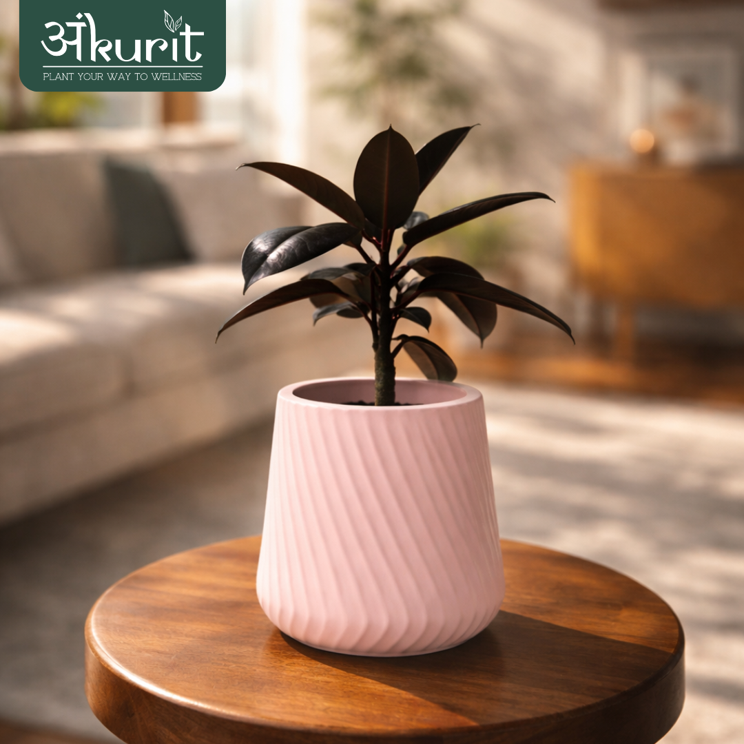 Rubber Plant