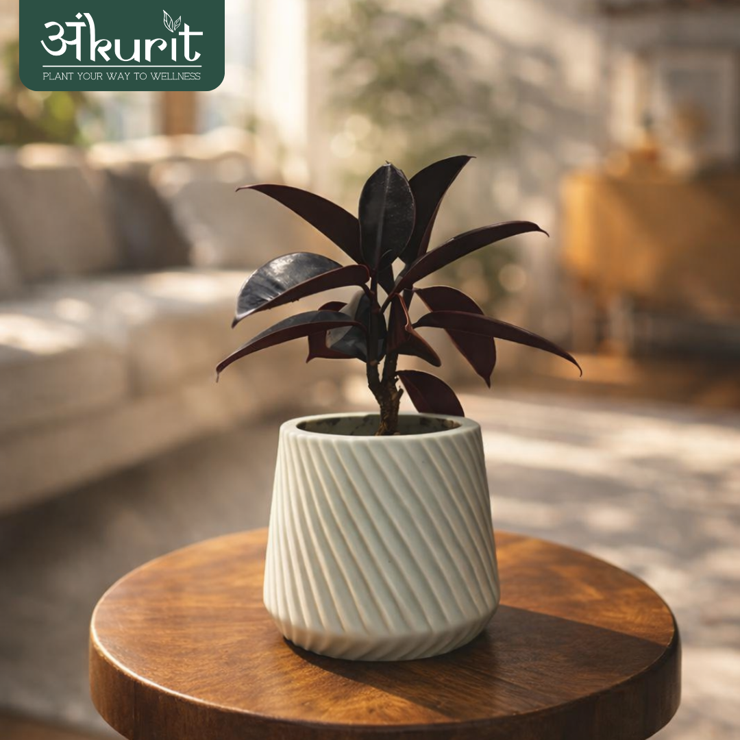 Rubber Plant