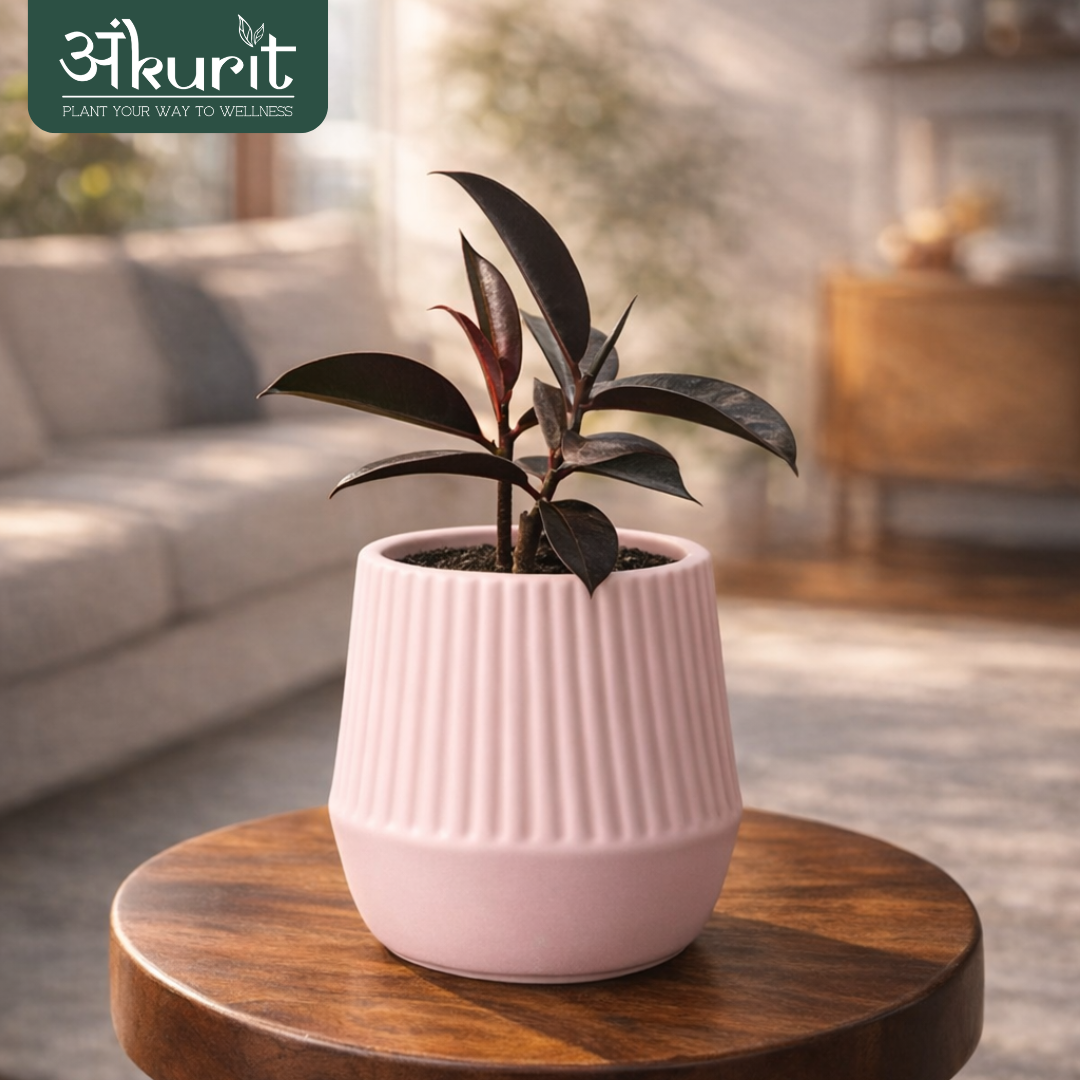 Rubber Plant