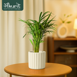 Areca Palm Plant