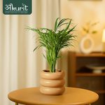 Areca Palm Plant