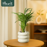 Areca Palm Plant