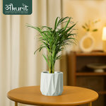 Areca Palm Plant