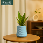 Snake Plant - Futura Superba