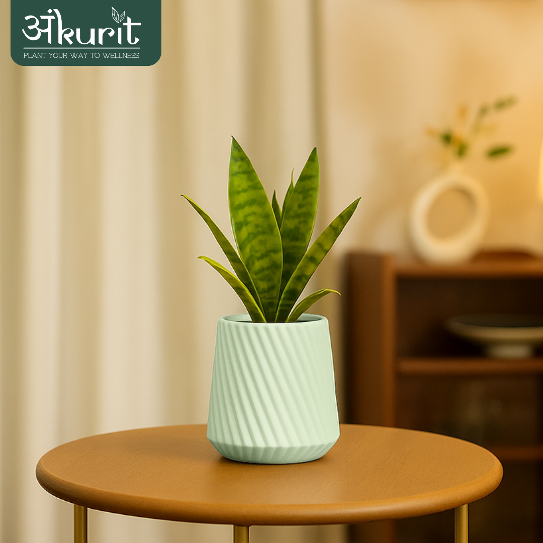 Snake Plant - Futura Superba