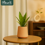 Snake Plant - Futura Superba