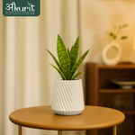 Snake Plant - Futura Superba