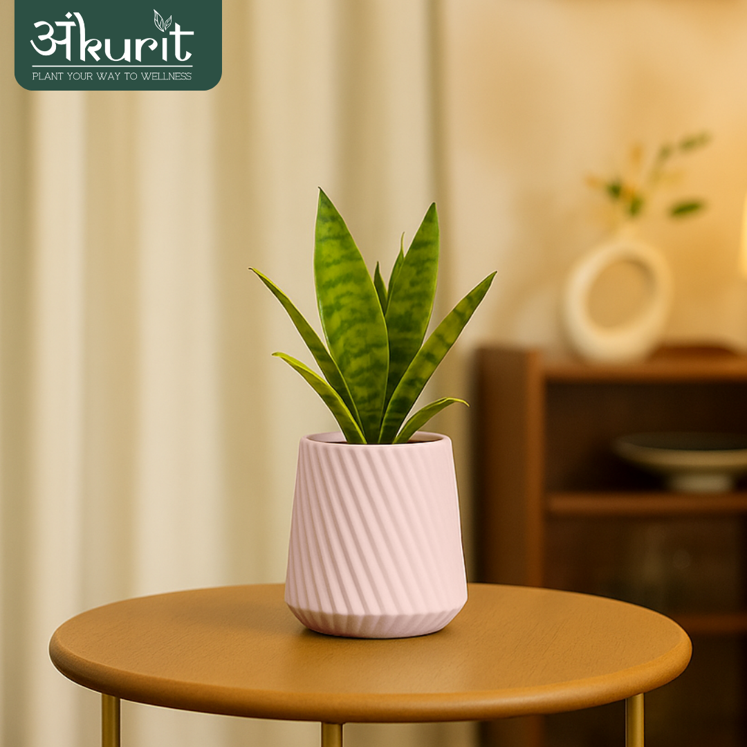 Snake Plant - Futura Superba