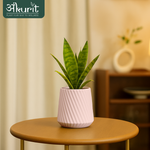 Snake Plant - Futura Superba