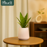 Snake Plant - Futura Superba